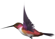 bird1